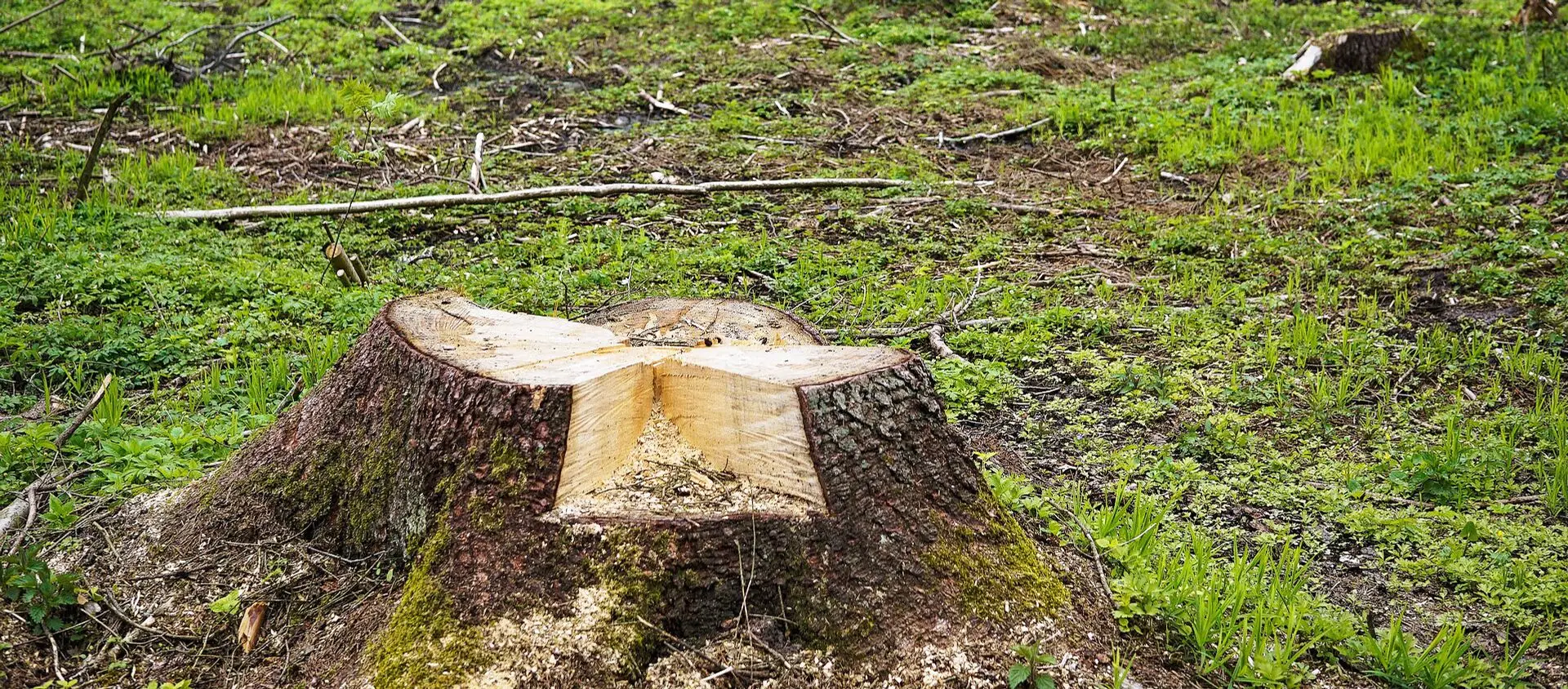 Tree Stump Grinding